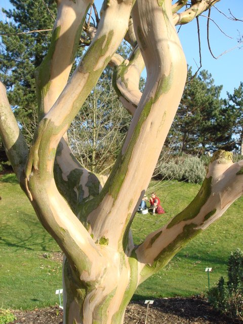 Lagerstroemia indica 'Soir d'Ete' ecorce